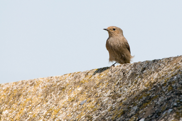 Rougequeue noir (Phoenicurus ochruros) femelle © J.-J. Carlier